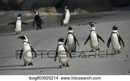 "Jackass Penguins or African Penguins (Spheniscus demersus) on a sandy beach, Boulders Beach, Simon's Town, Western Cape, South Africa, Africa" View Large Photo Image Picture - "Jackass Penguins or African Penguins (Spheniscus demersus) on a sandy beach, Boulders Beach, Simon's Town, Western Cape, South Africa, Africa". Fotosearch