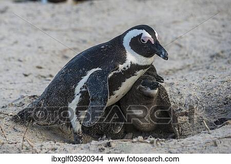 "Jackass Penguins or African Penguins (Spheniscus demersus), adult with chicks, Boulders Beach, Simon's Town, Western Cape, South Africa, Africa" View Large Photo Image Picture - "Jackass Penguins or African Penguins (Spheniscus demersus), adult with chicks, Boulders Beach, Simon's Town, Western Cape, South Africa, Africa". Fotosearch