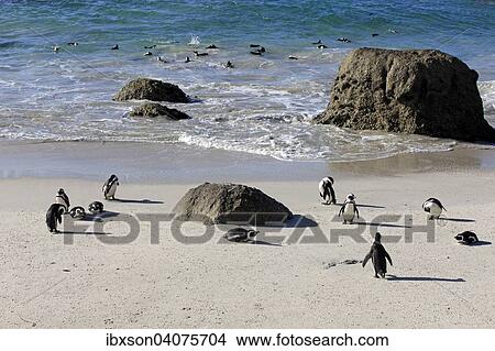 "Jackass Penguins or African Penguins (Spheniscus demersus) on the beach, Boulders Beach, Simon's Town, Western Cape, South Africa, Africa" View Large Photo Image Picture - "Jackass Penguins or African Penguins (Spheniscus demersus) on the beach, Boulders Beach, Simon's Town, Western Cape, South Africa, Africa". Fotosearch