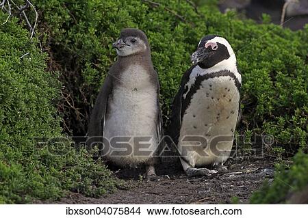 "Jackass Penguins or African Penguins (Spheniscus demersus), adult with chick, Stony Point, Betty's Bay, Western Cape, South Africa, Africa" View Large Photo Image Picture - "Jackass Penguins or African Penguins (Spheniscus demersus), adult with chick, Stony Point, Betty's Bay, Western Cape, South Africa, Africa". Fotosearch