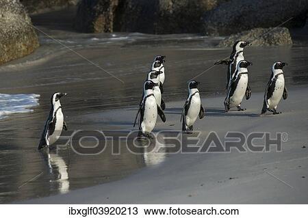 "Jackass Penguins or African Penguins (Spheniscus demersus) on a sandy beach, Boulders Beach, Simon's Town, Western Cape, South Africa, Africa" View Large Photo Image Stock Image - "Jackass Penguins or African Penguins (Spheniscus demersus) on a sandy beach, Boulders Beach, Simon's Town, Western Cape, South Africa, Africa". Fotosearch