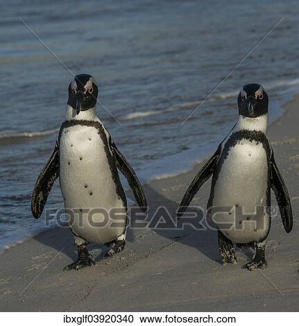 "Jackass Penguins or African Penguins (Spheniscus demersus), pair on a beach, Boulders Beach, Simon's Town, Western Cape, South Africa, Africa" View Large Photo Image Stock Image - "Jackass Penguins or African Penguins (Spheniscus demersus), pair on a beach, Boulders Beach, Simon's Town, Western Cape, South Africa, Africa". Fotosearch