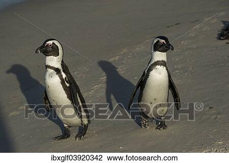 Stock Image - "Jackass Penguins or African Penguins (Spheniscus demersus), pair on a beach, Boulders Beach, Simon's Town, Western Cape, South Africa, Africa". Fotosearch