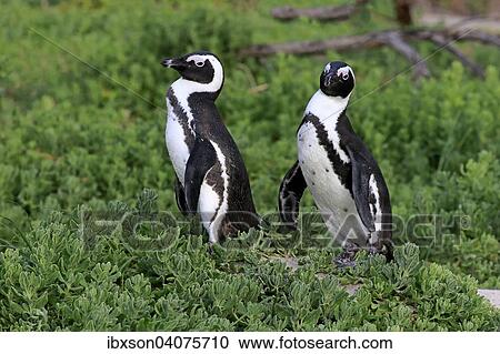 "Jackass Penguins or African Penguins (Spheniscus demersus), pair, Boulders Beach, Simon's Town, Western Cape, South Africa, Africa" View Large Photo Image Stock Image - "Jackass Penguins or African Penguins (Spheniscus demersus), pair, Boulders Beach, Simon's Town, Western Cape, South Africa, Africa". Fotosearch