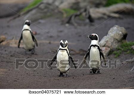 "Jackass Penguins or African Penguins (Spheniscus demersus), pair on the beach, Stony Point, Betty's Bay, Western Cape, South Africa, Africa" View Large Photo Image Stock Image - "Jackass Penguins or African Penguins (Spheniscus demersus), pair on the beach, Stony Point, Betty's Bay, Western Cape, South Africa, Africa". Fotosearch