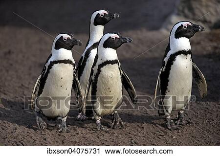 "Jackass Penguins or African Penguins (Spheniscus demersus), on the beach, Stony Point, Betty's Bay, Western Cape, South Africa, Africa" View Large Photo Image Stock Image - "Jackass Penguins or African Penguins (Spheniscus demersus), on the beach, Stony Point, Betty's Bay, Western Cape, South Africa, Africa". Fotosearch