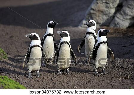 "Jackass Penguins or African Penguins (Spheniscus demersus), on the beach, Stony Point, Betty's Bay, Western Cape, South Africa, Africa" View Large Photo Image Stock Image - "Jackass Penguins or African Penguins (Spheniscus demersus), on the beach, Stony Point, Betty's Bay, Western Cape, South Africa, Africa". Fotosearch