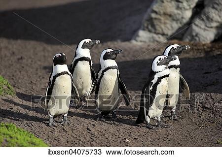 "Jackass Penguins or African Penguins (Spheniscus demersus), on the beach, Stony Point, Betty's Bay, Western Cape, South Africa, Africa" View Large Photo Image Stock Image - "Jackass Penguins or African Penguins (Spheniscus demersus), on the beach, Stony Point, Betty's Bay, Western Cape, South Africa, Africa". Fotosearch
