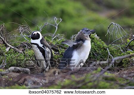"Jackass Penguins or African Penguins (Spheniscus demersus), adult with chick, Stony Point, Betty's Bay, Western Cape, South Africa, Africa" View Large Photo Image Stock Image - "Jackass Penguins or African Penguins (Spheniscus demersus), adult with chick, Stony Point, Betty's Bay, Western Cape, South Africa, Africa". Fotosearch