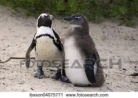 "Jackass Penguins or African Penguins (Spheniscus demersus), adult with chick, Boulders Beach, Simon's Town, Western Cape, South Africa, Africa" View Large Photo Image Stock Image - "Jackass Penguins or African Penguins (Spheniscus demersus), adult with chick, Boulders Beach, Simon's Town, Western Cape, South Africa, Africa". Fotosearch