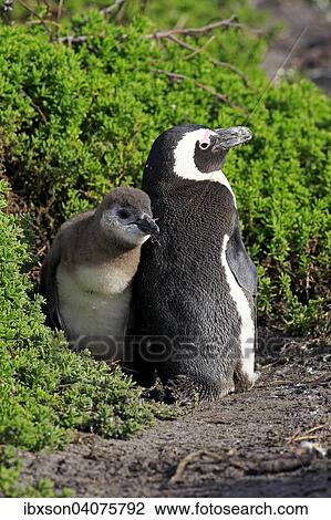 "Jackass Penguins or African Penguins (Spheniscus demersus), adult with chick, Stony Point, Betty's Bay, Western Cape, South Africa, Africa" View Large Photo Image Stock Image - "Jackass Penguins or African Penguins (Spheniscus demersus), adult with chick, Stony Point, Betty's Bay, Western Cape, South Africa, Africa". Fotosearch