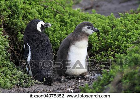 Stock Image - "Jackass Penguins or African Penguins (Spheniscus demersus), adult with chick, Stony Point, Betty's Bay, Western Cape, South Africa, Africa". Fotosearch