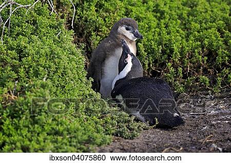 "Jackass Penguins or African Penguins (Spheniscus demersus), adult with chick, Stony Point, Betty's Bay, Western Cape, South Africa, Africa" View Large Photo Image Stock Image - "Jackass Penguins or African Penguins (Spheniscus demersus), adult with chick, Stony Point, Betty's Bay, Western Cape, South Africa, Africa". Fotosearch