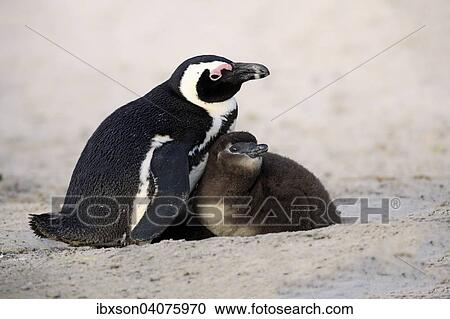 "Jackass Penguins or African Penguins (Spheniscus demersus), adult, with chick in the nest, Boulders Beach, Simon's Town, Western Cape, South Africa, Africa" View Large Photo Image Stock Image - "Jackass Penguins or African Penguins (Spheniscus demersus), adult, with chick in the nest, Boulders Beach, Simon's Town, Western Cape, South Africa, Africa". Fotosearch