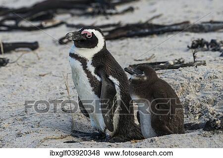 "Jackass Penguins or African Penguins (Spheniscus demersus), adult with chick, Boulders Beach, Simon's Town, Western Cape, South Africa, Africa" View Large Photo Image Stock Photo - "Jackass Penguins or African Penguins (Spheniscus demersus), adult with chick, Boulders Beach, Simon's Town, Western Cape, South Africa, Africa". Fotosearch