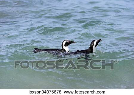 "Jackass Penguins or African Penguins (Spheniscus demersus), pair in the water, Boulders Beach, Simon's Town, Western Cape, South Africa, Africa" View Large Photo Image Stock Photo - "Jackass Penguins or African Penguins (Spheniscus demersus), pair in the water, Boulders Beach, Simon's Town, Western Cape, South Africa, Africa". Fotosearch