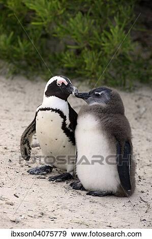 "Jackass Penguins or African Penguins (Spheniscus demersus), adult with chick, Boulders Beach, Simon's Town, Western Cape, South Africa, Africa" View Large Photo Image Stock Photo - "Jackass Penguins or African Penguins (Spheniscus demersus), adult with chick, Boulders Beach, Simon's Town, Western Cape, South Africa, Africa". Fotosearch
