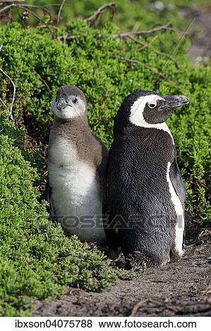 "Jackass Penguins or African Penguins (Spheniscus demersus), adult with chick, Stony Point, Betty's Bay, Western Cape, South Africa, Africa" View Large Photo Image Stock Photo - "Jackass Penguins or African Penguins (Spheniscus demersus), adult with chick, Stony Point, Betty's Bay, Western Cape, South Africa, Africa". Fotosearch