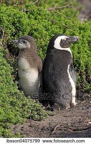 "Jackass Penguins or African Penguins (Spheniscus demersus), adult with chick, Stony Point, Betty's Bay, Western Cape, South Africa, Africa" View Large Photo Image Stock Photo - "Jackass Penguins or African Penguins (Spheniscus demersus), adult with chick, Stony Point, Betty's Bay, Western Cape, South Africa, Africa". Fotosearch