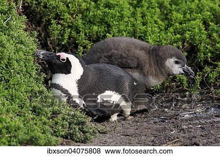 "Jackass Penguins or African Penguins (Spheniscus demersus), adult with chick, Stony Point, Betty's Bay, Western Cape, South Africa, Africa" View Large Photo Image Stock Photo - "Jackass Penguins or African Penguins (Spheniscus demersus), adult with chick, Stony Point, Betty's Bay, Western Cape, South Africa, Africa". Fotosearch