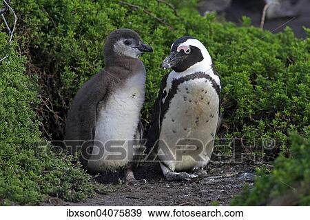 "Jackass Penguins or African Penguins (Spheniscus demersus), adult with chick, Stony Point, Betty's Bay, Western Cape, South Africa, Africa" View Large Photo Image Stock Photo - "Jackass Penguins or African Penguins (Spheniscus demersus), adult with chick, Stony Point, Betty's Bay, Western Cape, South Africa, Africa". Fotosearch