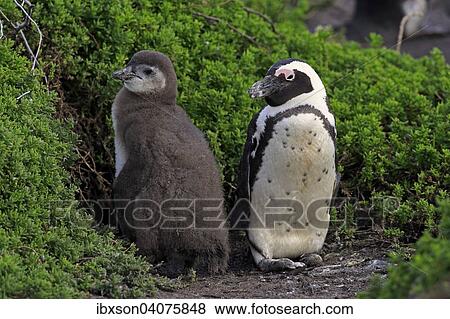 "Jackass Penguins or African Penguins (Spheniscus demersus), adult with chick, Stony Point, Betty's Bay, Western Cape, South Africa, Africa" View Large Photo Image Stock Photo - "Jackass Penguins or African Penguins (Spheniscus demersus), adult with chick, Stony Point, Betty's Bay, Western Cape, South Africa, Africa". Fotosearch