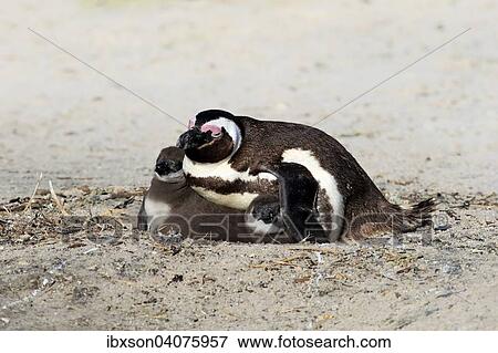"Jackass Penguins or African Penguins (Spheniscus demersus), adult, with chicks in the nest, Boulders Beach, Simon's Town, Western Cape, South Africa, Africa" View Large Photo Image Stock Photo - "Jackass Penguins or African Penguins (Spheniscus demersus), adult, with chicks in the nest, Boulders Beach, Simon's Town, Western Cape, South Africa, Africa". Fotosearch