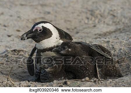 "Jackass Penguins or African Penguins (Spheniscus demersus), adult with chicks, Boulders Beach, Simon's Town, Western Cape, South Africa, Africa" View Large Photo Image Stock Photograph - "Jackass Penguins or African Penguins (Spheniscus demersus), adult with chicks, Boulders Beach, Simon's Town, Western Cape, South Africa, Africa". Fotosearch