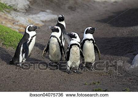 "Jackass Penguins or African Penguins (Spheniscus demersus), on the beach, Stony Point, Betty's Bay, Western Cape, South Africa, Africa" View Large Photo Image Stock Photograph - "Jackass Penguins or African Penguins (Spheniscus demersus), on the beach, Stony Point, Betty's Bay, Western Cape, South Africa, Africa". Fotosearch