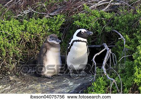 "Jackass Penguins or African Penguins (Spheniscus demersus), adult with chick, Stony Point, Betty's Bay, Western Cape, South Africa, Africa" View Large Photo Image Stock Photograph - "Jackass Penguins or African Penguins (Spheniscus demersus), adult with chick, Stony Point, Betty's Bay, Western Cape, South Africa, Africa". Fotosearch