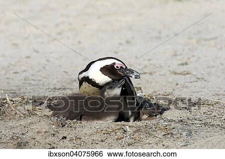"Jackass Penguins or African Penguins (Spheniscus demersus), adult, with chick in the nest, Boulders Beach, Simon's Town, Western Cape, South Africa, Africa" View Large Photo Image Stock Photograph - "Jackass Penguins or African Penguins (Spheniscus demersus), adult, with chick in the nest, Boulders Beach, Simon's Town, Western Cape, South Africa, Africa". Fotosearch