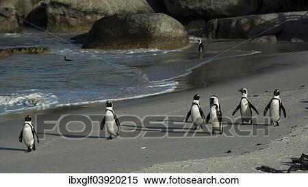 "Jackass Penguins or African Penguins (Spheniscus demersus) on a sandy beach, Boulders Beach, Simon's Town, Western Cape, South Africa, Africa" View Large Photo Image Stock Photography - "Jackass Penguins or African Penguins (Spheniscus demersus) on a sandy beach, Boulders Beach, Simon's Town, Western Cape, South Africa, Africa". Fotosearch