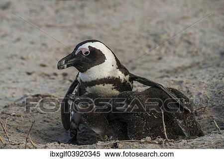 "Jackass Penguins or African Penguins (Spheniscus demersus), adult with chicks, Boulders Beach, Simon's Town, Western Cape, South Africa, Africa" View Large Photo Image Stock Photography - "Jackass Penguins or African Penguins (Spheniscus demersus), adult with chicks, Boulders Beach, Simon's Town, Western Cape, South Africa, Africa". Fotosearch