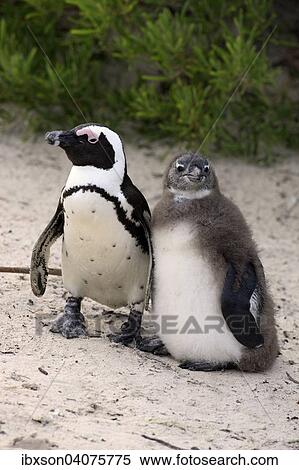 "Jackass Penguins or African Penguins (Spheniscus demersus), adult with chick, Boulders Beach, Simon's Town, Western Cape, South Africa, Africa" View Large Photo Image Stock Photography - "Jackass Penguins or African Penguins (Spheniscus demersus), adult with chick, Boulders Beach, Simon's Town, Western Cape, South Africa, Africa". Fotosearch
