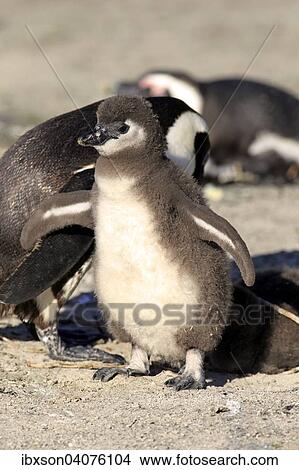 "Jackass Penguins (Spheniscus demersus), adult and young, Boulders Beach, Simon's Town, Western Cape, South Africa, Africa" View Large Photo Image Picture - "Jackass Penguins (Spheniscus demersus), adult and young, Boulders Beach, Simon's Town, Western Cape, South Africa, Africa". Fotosearch
