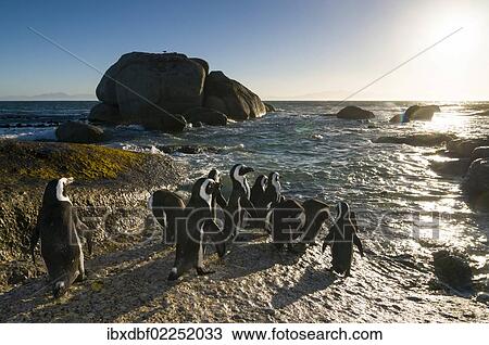 "Jackass Penguins (Spheniscus demersus), Boulders Beach, Simon's Town, Western Cape, South Africa, Africa" View Large Photo Image Stock Image - "Jackass Penguins (Spheniscus demersus), Boulders Beach, Simon's Town, Western Cape, South Africa, Africa". Fotosearch