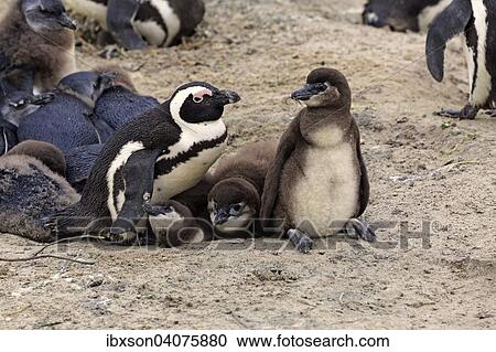 "Jackass Penguins (Spheniscus demersus), adult with young, Boulders Beach, Simon's Town, Western Cape, South Africa, Africa" View Large Photo Image Stock Image - "Jackass Penguins (Spheniscus demersus), adult with young, Boulders Beach, Simon's Town, Western Cape, South Africa, Africa". Fotosearch