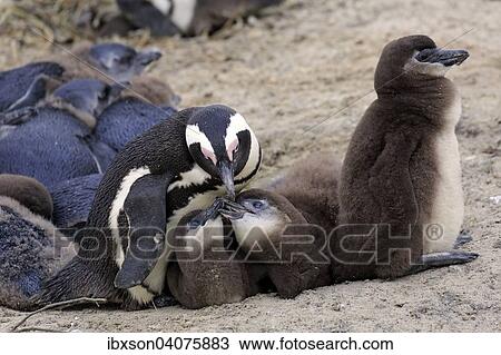 "Jackass Penguins (Spheniscus demersus), adult with young, Boulders Beach, Simon's Town, Western Cape, South Africa, Africa" View Large Photo Image Stock Image - "Jackass Penguins (Spheniscus demersus), adult with young, Boulders Beach, Simon's Town, Western Cape, South Africa, Africa". Fotosearch