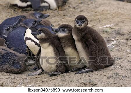 "Jackass Penguins (Spheniscus demersus), young, Boulders Beach, Simon's Town, Western Cape, South Africa, Africa" View Large Photo Image Stock Image - "Jackass Penguins (Spheniscus demersus), young, Boulders Beach, Simon's Town, Western Cape, South Africa, Africa". Fotosearch