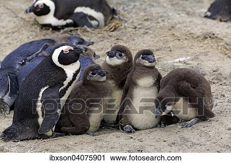 "Jackass Penguins (Spheniscus demersus), adult with young, Boulders Beach, Simon's Town, Western Cape, South Africa, Africa" View Large Photo Image Stock Image - "Jackass Penguins (Spheniscus demersus), adult with young, Boulders Beach, Simon's Town, Western Cape, South Africa, Africa". Fotosearch