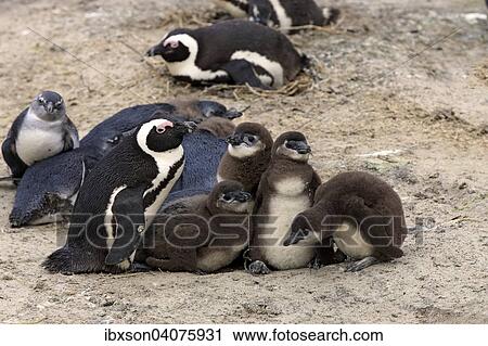 "Jackass Penguins (Spheniscus demersus), adult with young, Boulders Beach, Simon's Town, Western Cape, South Africa, Africa" View Large Photo Image Stock Image - "Jackass Penguins (Spheniscus demersus), adult with young, Boulders Beach, Simon's Town, Western Cape, South Africa, Africa". Fotosearch