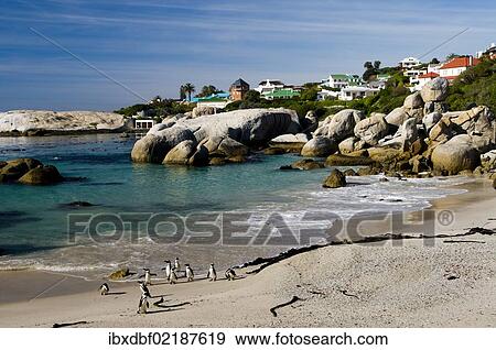 "Jackass Penguins (Spheniscus demersus), Boulders Beach, Simon's Town, Western Cape, South Africa, Africa" View Large Photo Image Stock Photo - "Jackass Penguins (Spheniscus demersus), Boulders Beach, Simon's Town, Western Cape, South Africa, Africa". Fotosearch