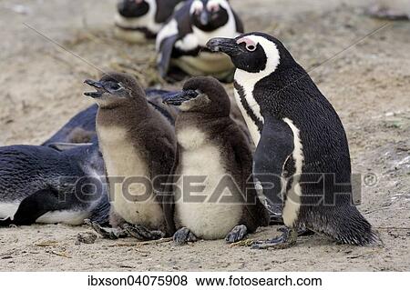 "Jackass Penguins (Spheniscus demersus), adult with young, Boulders Beach, Simon's Town, Western Cape, South Africa, Africa" View Large Photo Image Stock Photo - "Jackass Penguins (Spheniscus demersus), adult with young, Boulders Beach, Simon's Town, Western Cape, South Africa, Africa". Fotosearch