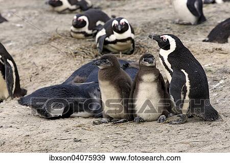 "Jackass Penguins (Spheniscus demersus), adult with young, Boulders Beach, Simon's Town, Western Cape, South Africa, Africa" View Large Photo Image Stock Photo - "Jackass Penguins (Spheniscus demersus), adult with young, Boulders Beach, Simon's Town, Western Cape, South Africa, Africa". Fotosearch