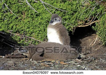 Stock Photo - "Jackass Penguins (Spheniscus demersus), young, Boulders Beach, Simon's Town, Western Cape, South Africa, Africa". Fotosearch