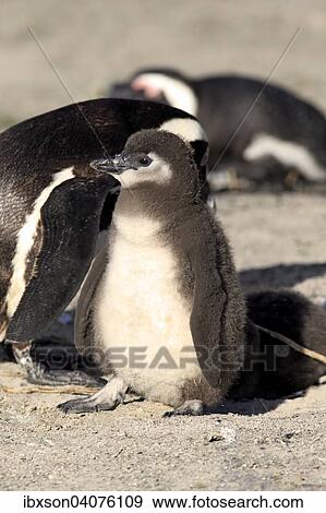 "Jackass Penguins (Spheniscus demersus), adult and young, Boulders Beach, Simon's Town, Western Cape, South Africa, Africa" View Large Photo Image Stock Photo - "Jackass Penguins (Spheniscus demersus), adult and young, Boulders Beach, Simon's Town, Western Cape, South Africa, Africa". Fotosearch