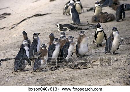 "Jackass Penguins (Spheniscus demersus), adult and young, Boulders Beach, Simon's Town, Western Cape, South Africa, Africa" View Large Photo Image Stock Photo - "Jackass Penguins (Spheniscus demersus), adult and young, Boulders Beach, Simon's Town, Western Cape, South Africa, Africa". Fotosearch