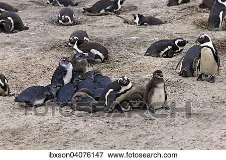 "Jackass Penguins (Spheniscus demersus), adult and young, Boulders Beach, Simon's Town, Western Cape, South Africa, Africa" View Large Photo Image Stock Photo - "Jackass Penguins (Spheniscus demersus), adult and young, Boulders Beach, Simon's Town, Western Cape, South Africa, Africa". Fotosearch