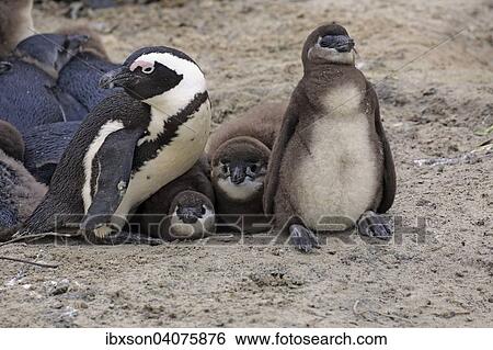 "Jackass Penguins (Spheniscus demersus), adult with young, Boulders Beach, Simon's Town, Western Cape, South Africa, Africa" View Large Photo Image Stock Photograph - "Jackass Penguins (Spheniscus demersus), adult with young, Boulders Beach, Simon's Town, Western Cape, South Africa, Africa". Fotosearch