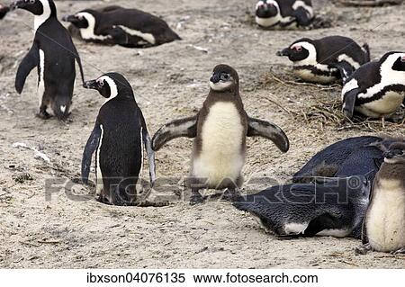 "Jackass Penguins (Spheniscus demersus), adult and young, Boulders Beach, Simon's Town, Western Cape, South Africa, Africa" View Large Photo Image Stock Photography - "Jackass Penguins (Spheniscus demersus), adult and young, Boulders Beach, Simon's Town, Western Cape, South Africa, Africa". Fotosearch